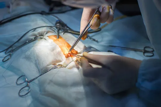 Cirurgia veterinária no Bacacheri