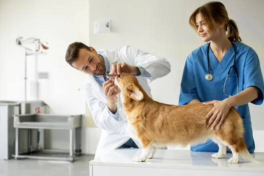 Clínica veterinária odontologia