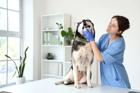 Dentista para cães