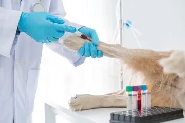 Exame de sangue veterinário