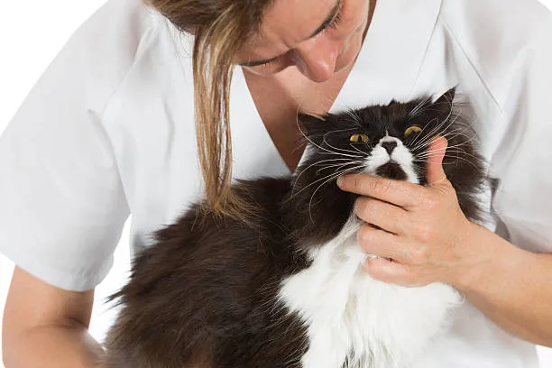 Neurologia veterinária em Curitiba