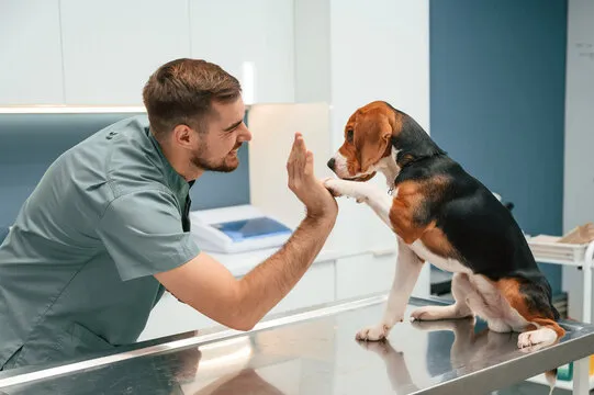 Neurologista para cães