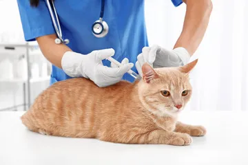 Vacina para cães e gatos em Curitiba