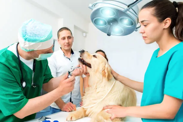 Veterinário neurologista em Curitiba