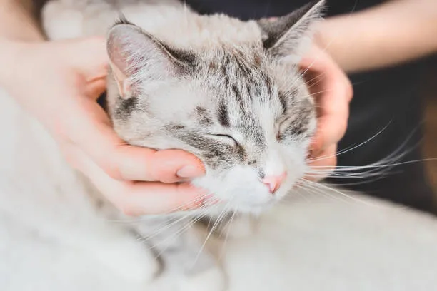 Veterinário neurologista no Bacacheri